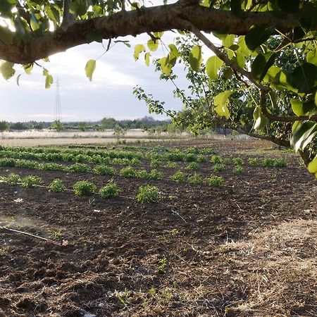 Agrimat Salento Sas Villa อเลซิโอ ภายนอก รูปภาพ
