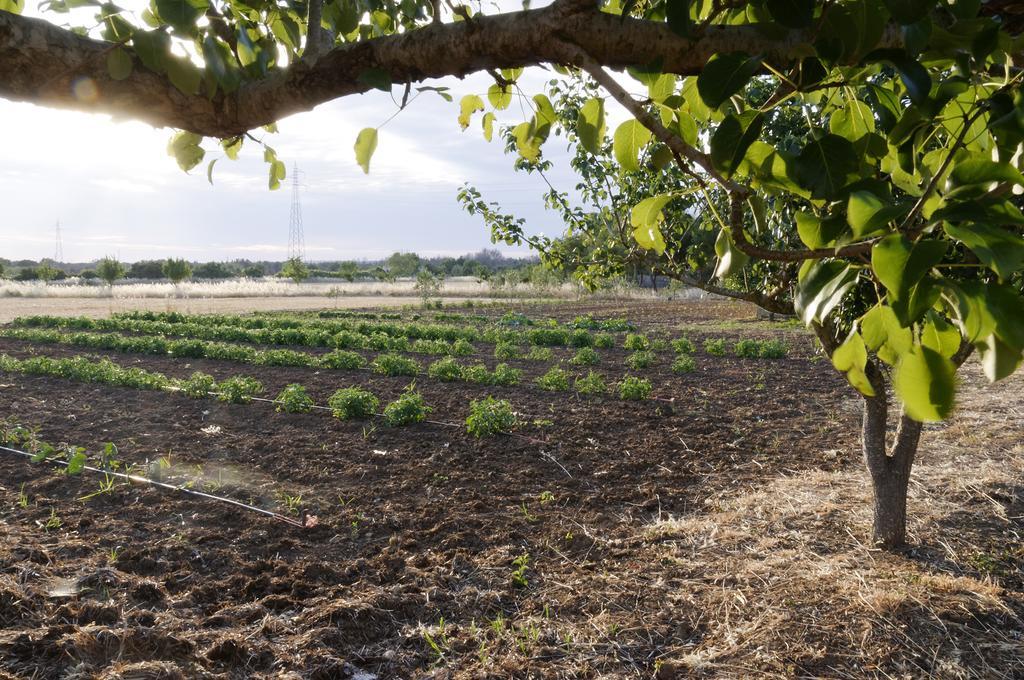 Agrimat Salento Sas Villa อเลซิโอ ภายนอก รูปภาพ